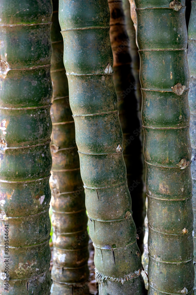 Bamboo background, Clear bamboo in the center of the image blur