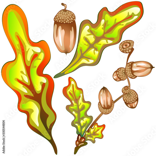 Vector autumn yellow oak leaves and acorn plant. Leaf plant botanical garden floral foliage.
