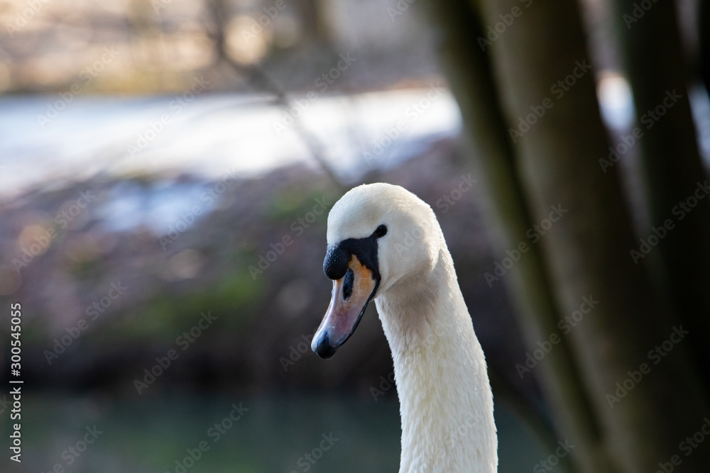 Obraz premium white swan portrait. wilde animals