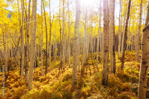 Fototapeta Naklejka Na Ścianę i Meble -  Autumn forest