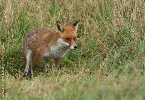 A cute wild Red Fox, Vulpes vulpes, hunting for food in the long grass in a meadow.