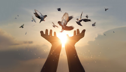 Woman hands praying and free bird enjoying nature on sunset background, hope and faith concept
