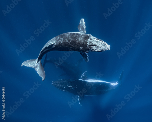 Fotografi Humpback Whale Mother Calf and Escort