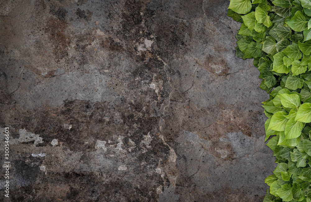 Naklejka premium Old painted concrete wall creeper vines, ivy. Vintage panoramic banner background.