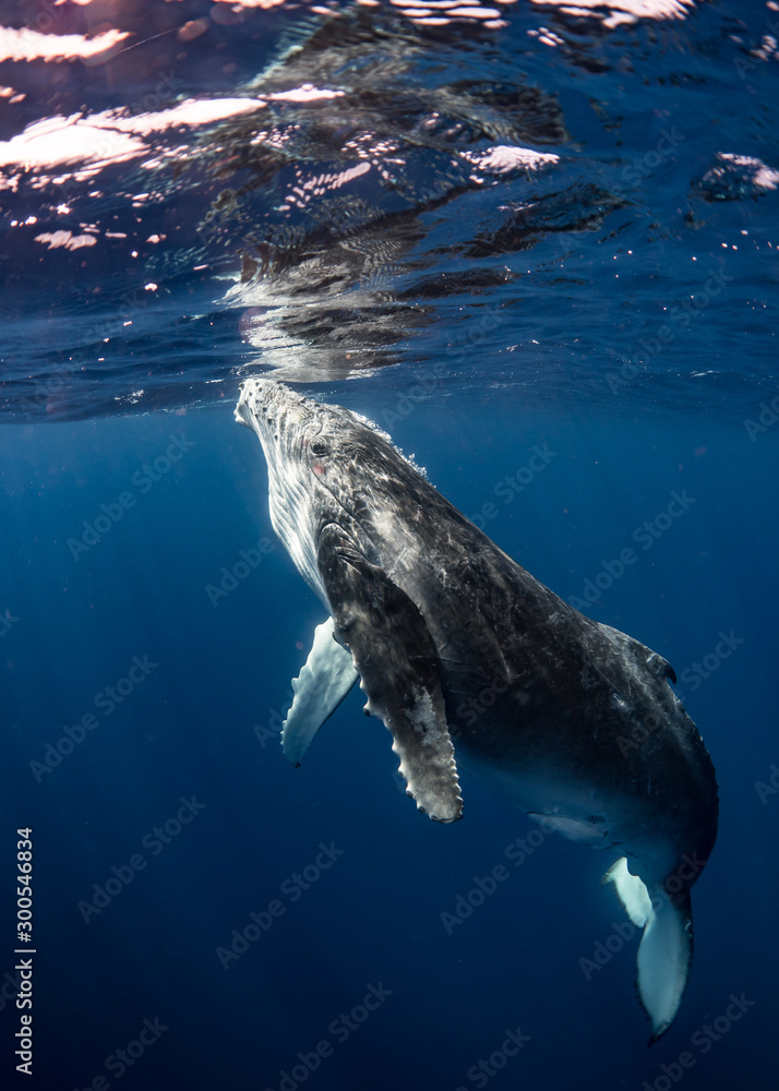 Naklejka premium Humpback Whale Calf