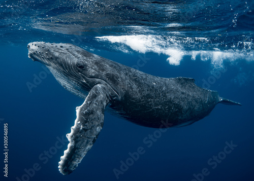 Canvas Print Humpback Whale Calf