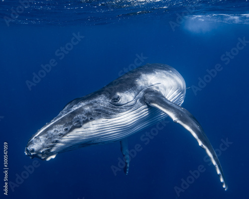 Print op canvas Humpback Whale Calf