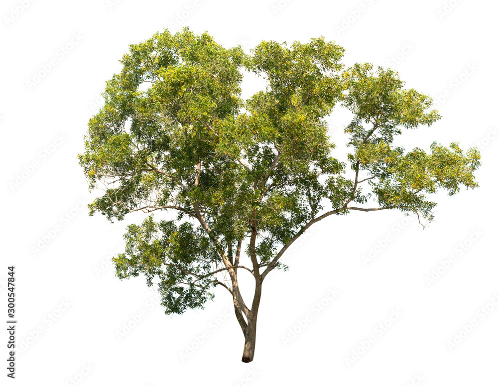 Tree isolated on white background. Tree isolated on white background.