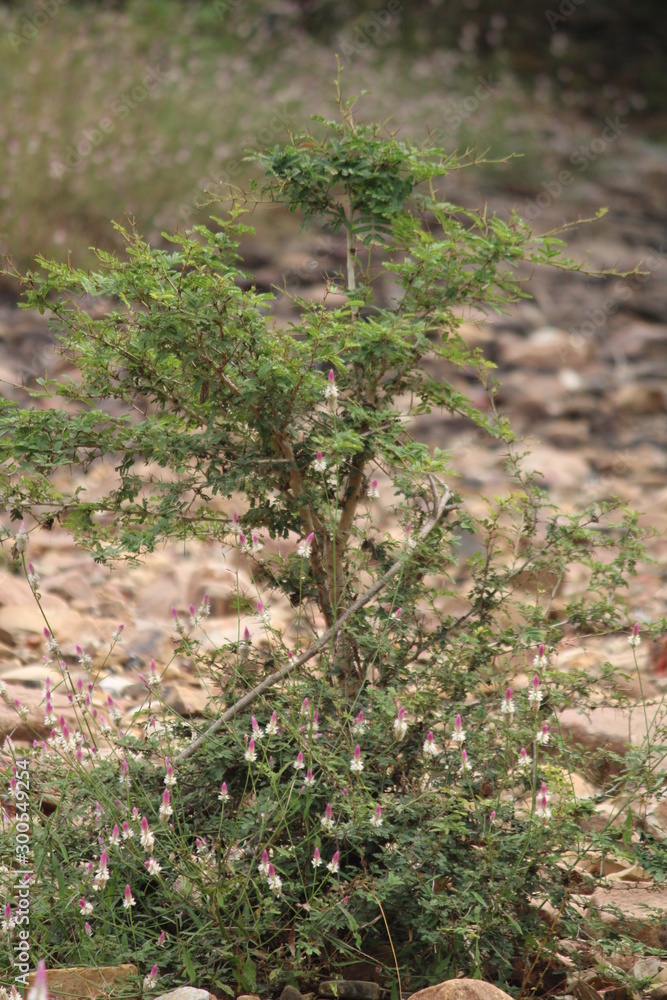 Obraz premium moss on the wall