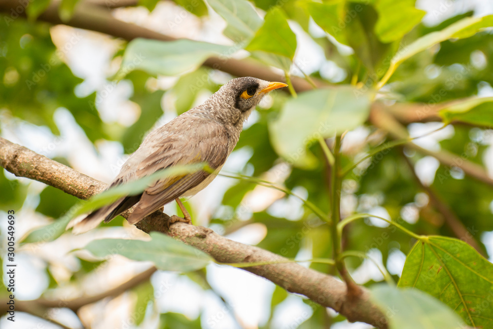 Obraz premium Noisy Miner