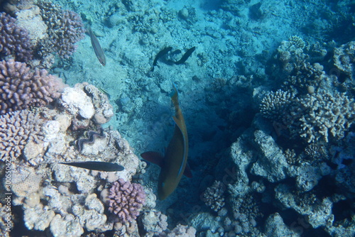 A bright parrot fish swims among corals in the Red Sea  Egypt