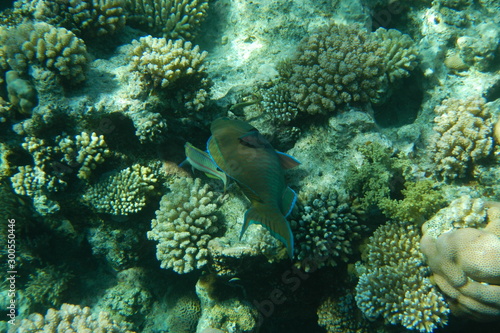 A bright parrot fish swims among corals in the Red Sea  Egypt