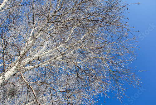 Winter landscape. Tree on a background of blue sky.