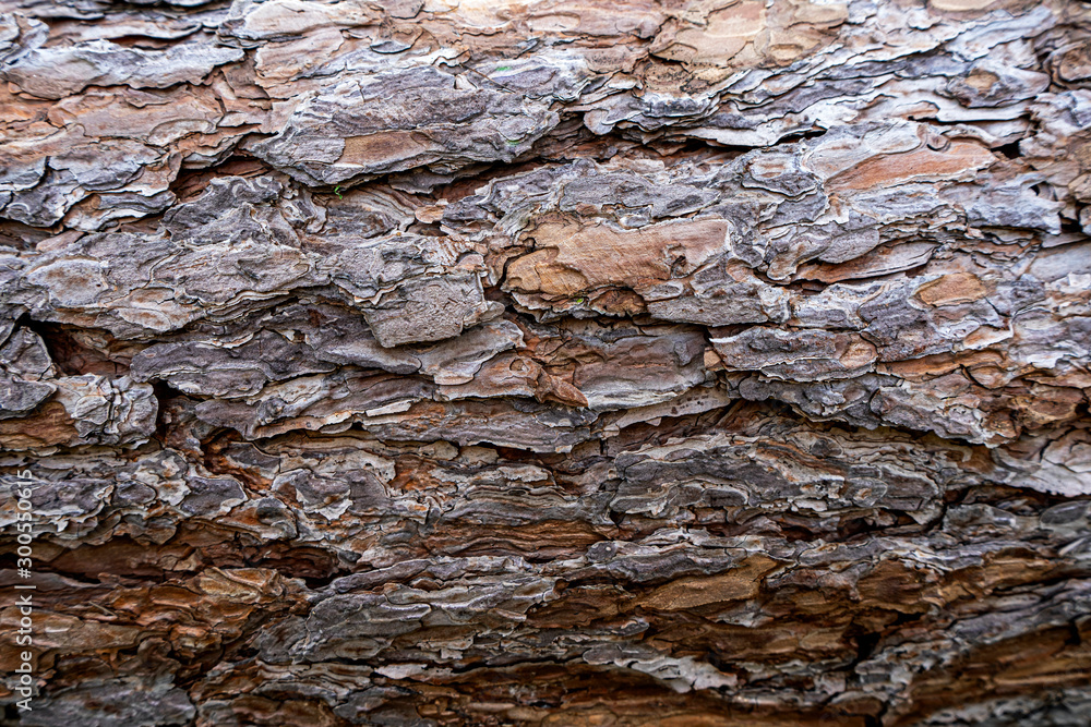 Closeup Brownish Tree Bark Texture For Background or Overlay , The background is a close-up bark picture. Closeup Brownish Tree Bark Texture For Background or Overlay , The background is a close-up bark picture.