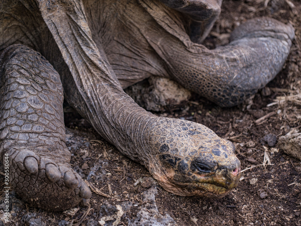 Fototapeta premium Giant Galapagos Tortoise 