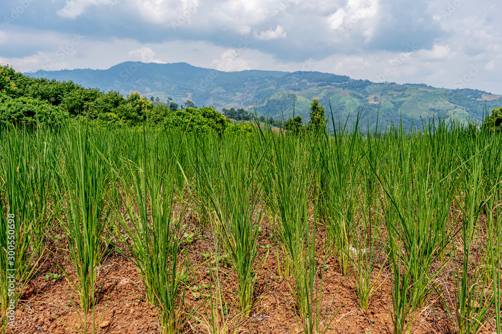 Rice planted on the mountain