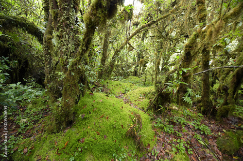 tree trunks and the ground covered with green moss in forest