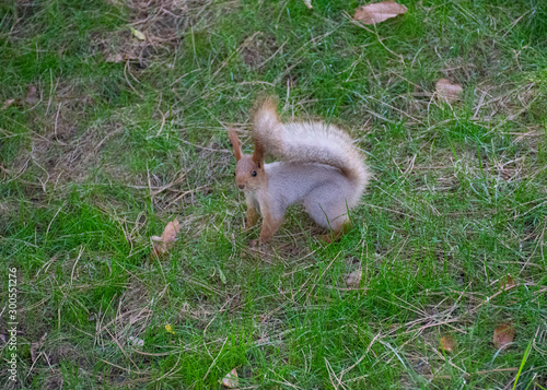 Beautiful red-haired fluffy squirrel plays in a city park. The natural habitat of animals. Big fluffy tail..