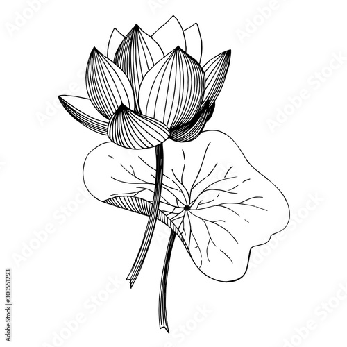 Vector Lotus floral botanical flower. Black and white engraved ink art. Isolated lotus illustration element.