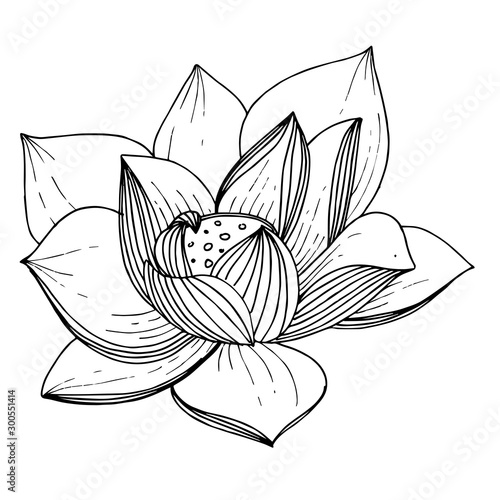 Vector Lotus floral botanical flower. Black and white engraved ink art. Isolated lotus illustration element.
