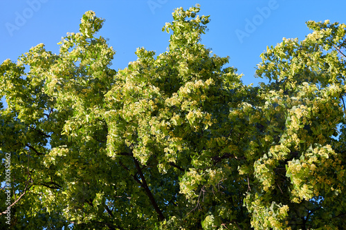 Wallpaper Mural Crown of a tree of blossoming linden. Linden green foliage against a blue sky Torontodigital.ca