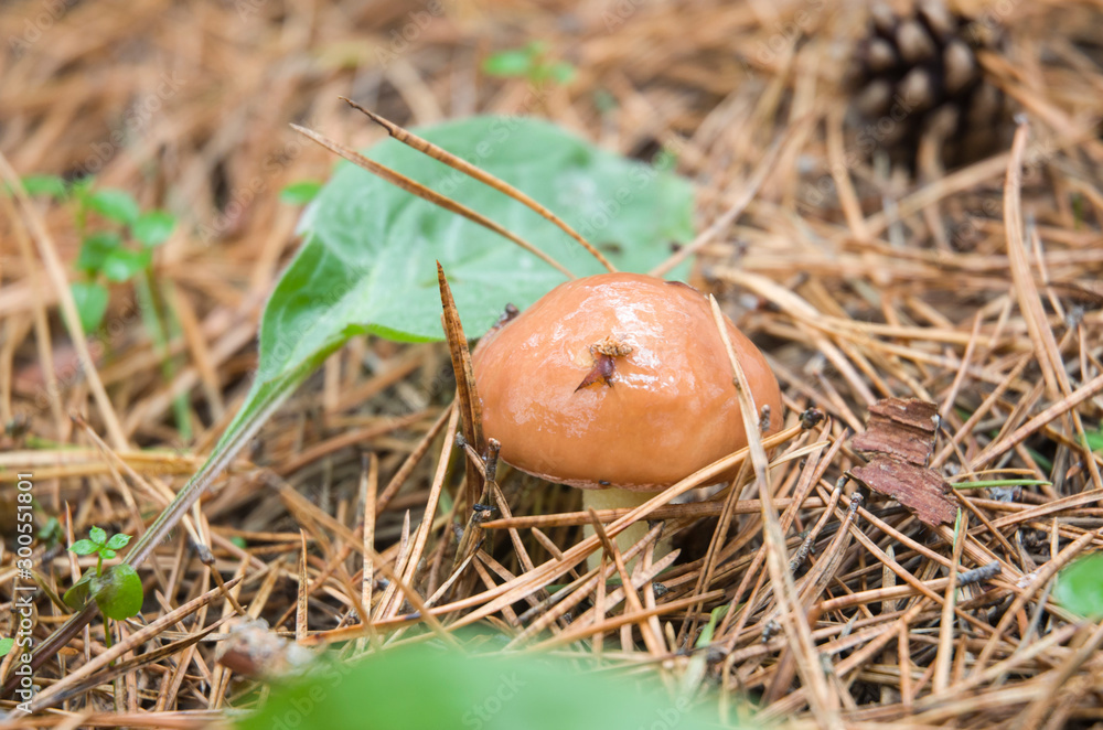 Fall season. Mushroom hunt. Saffron milk cap aka red pine mushrooms aka Lactarius deliciosus in a grass. This is a widely collected mushroom used in various European cuisines Fall season. Mushroom hunt. Saffron milk cap aka red pine mushrooms aka Lactarius deliciosus in a grass. This is a widely collected mushroom used in various European cuisines