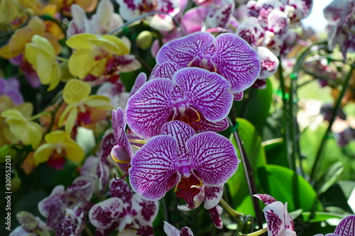 orchid