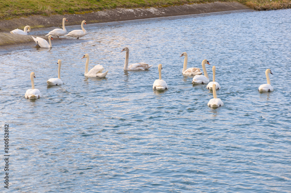 Fourteen white mute swans swimming together