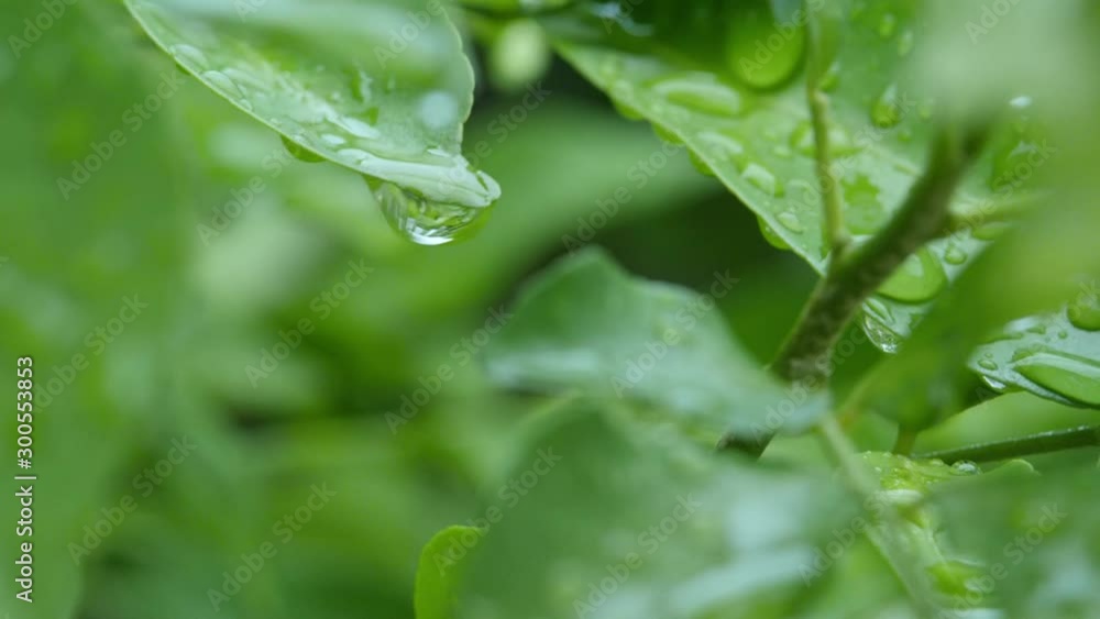 green leaf with drops of water green leaf with drops of water