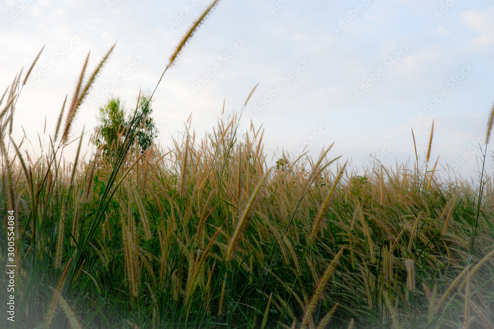 Naklejka premium grass on background of blue sky