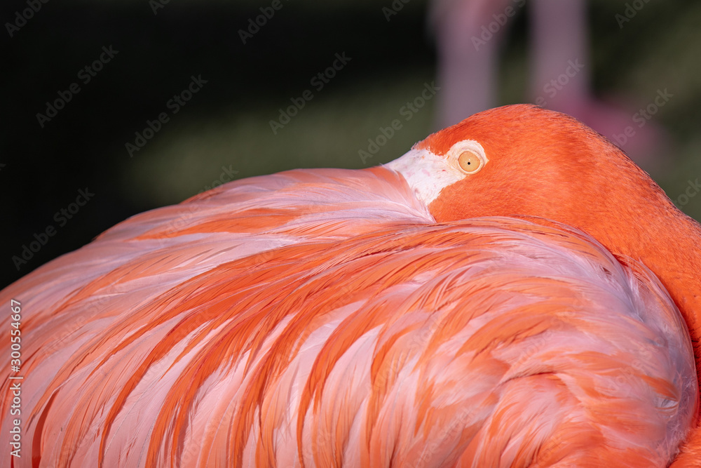 Up close portrait of a pink flamingo hiding his beak in a feathers on a back