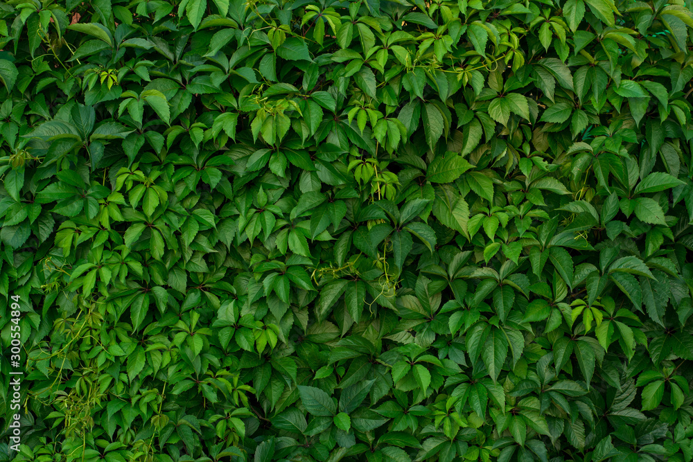 Obraz premium Green leaves of wild grapes. Natural green background. The concept of the old summer garden.