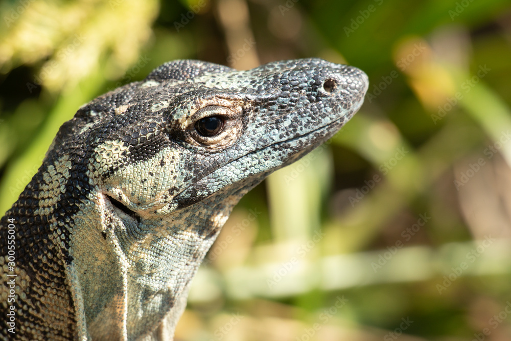Lace monitor during the day. Lace monitor during the day.