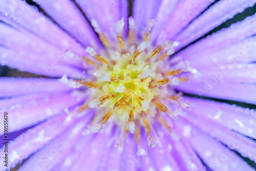 purple chrysanthemum flower macro background