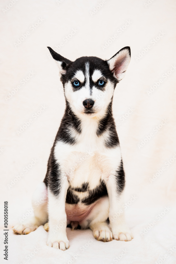 Bébé chiot de race husky sur fond blanc Stock Photo | Adobe Stock