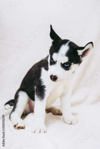 Bebe Chiot De Race Husky Sur Fond Blanc Stock Photo Adobe Stock Bebe Chiot De Race Husky Sur Fond Blanc Stock Photo Adobe Stock