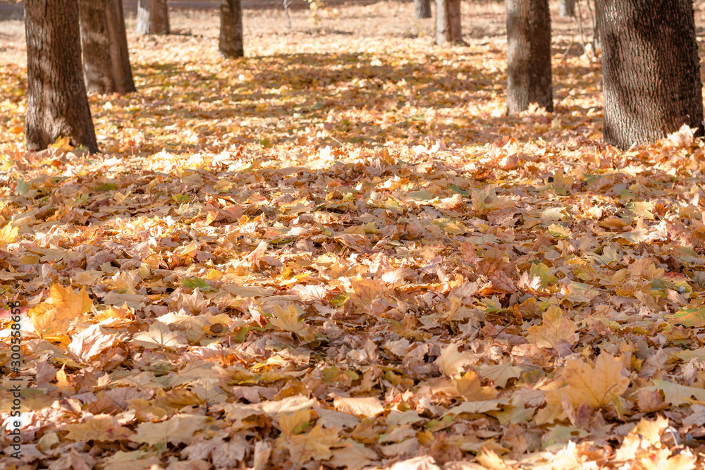 Withered leaves in the autumn forest Withered leaves in the autumn forest