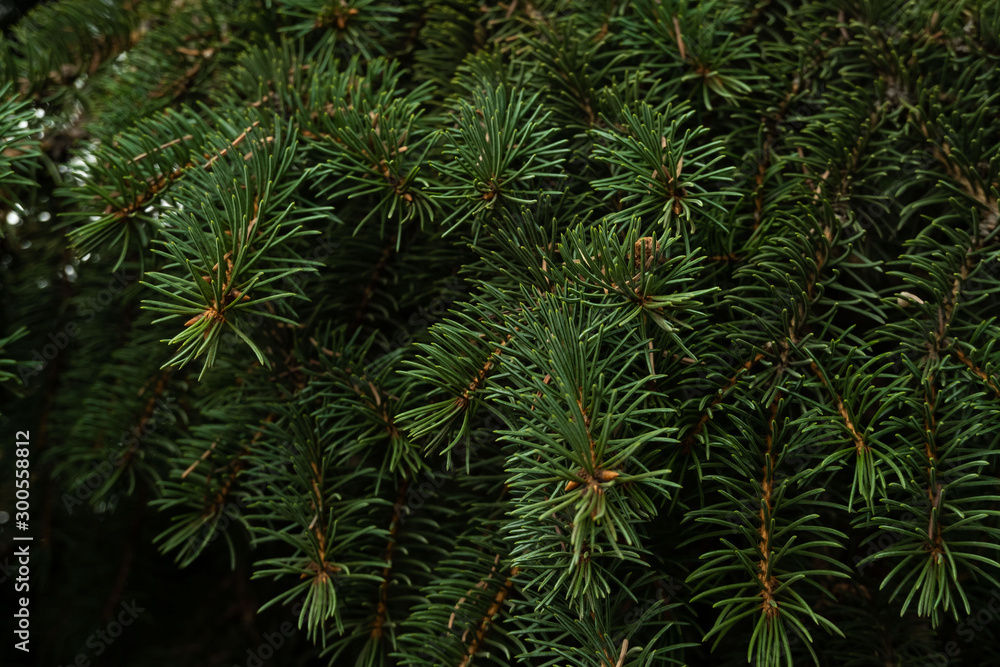 close up branches of coniferous tree abstract natural background - obrazy, fototapety, plakaty 