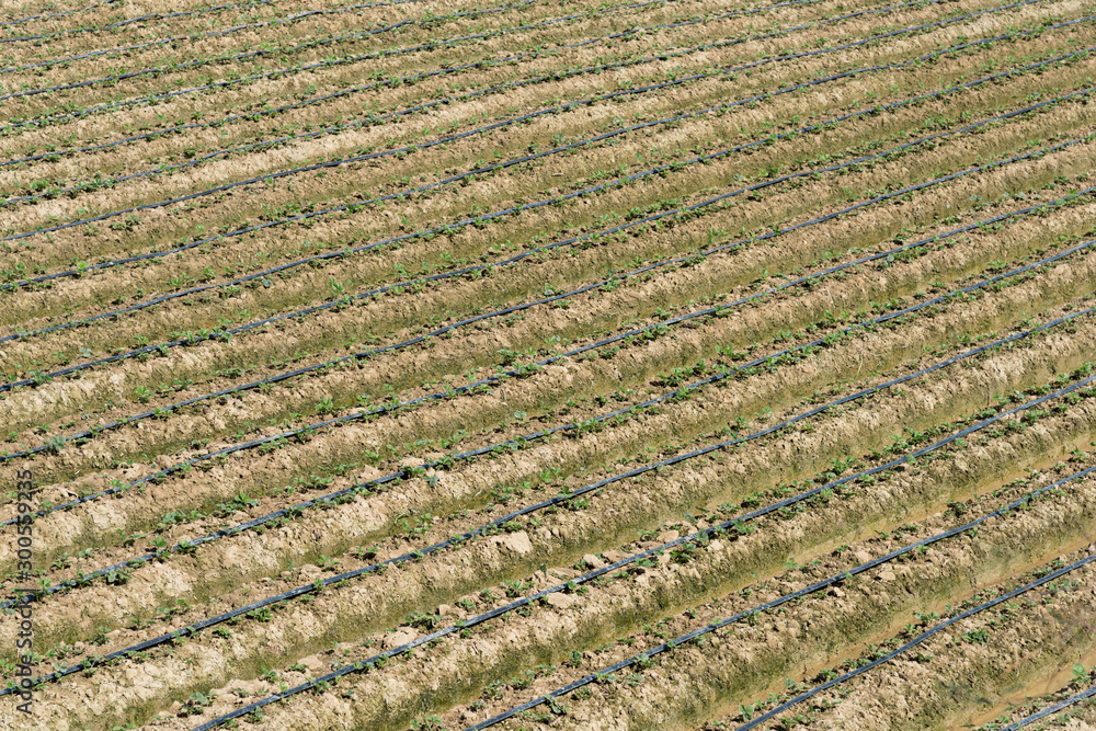 Strawberry planting field texture closeup Strawberry planting field texture closeup