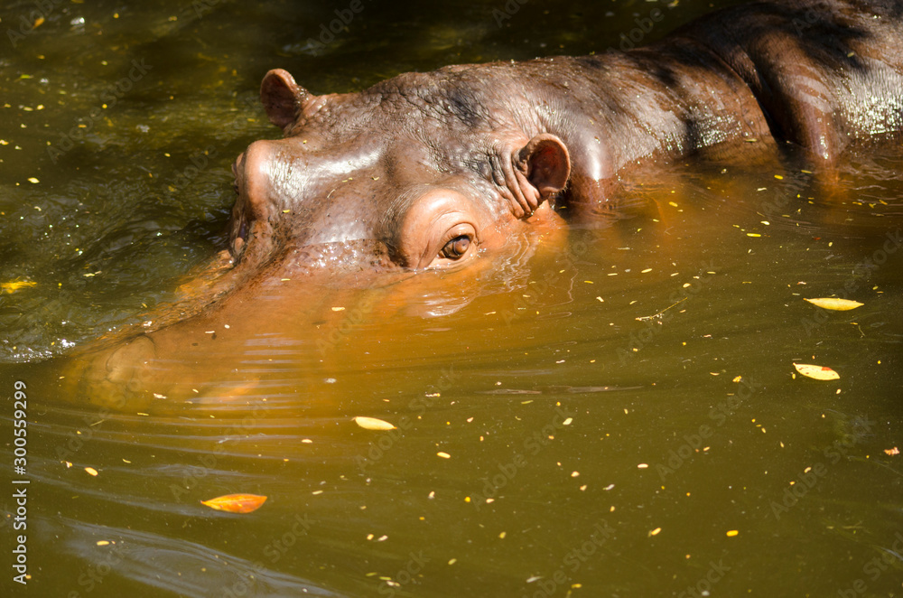 2 hippopotamuses are happily playing in the water. 2 hippopotamuses are happily playing in the water.