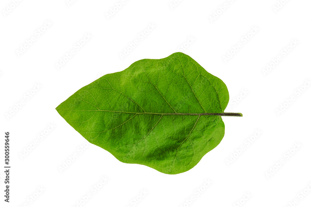 Leaves in the garden on white background. Debris after being eaten by worms. The furrows on the leaves occur naturally. Leaves in the garden on white background. Debris after being eaten by worms. The furrows on the leaves occur naturally.