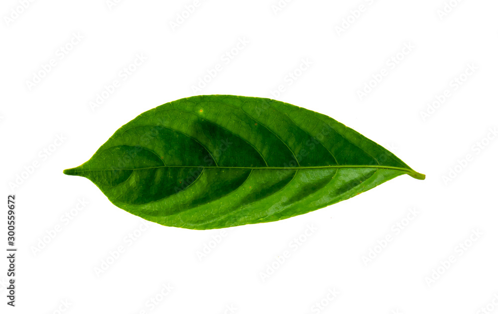 Obraz premium Leaves in the garden on white background. Debris after being eaten by worms. The furrows on the leaves occur naturally.