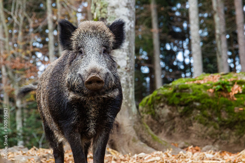 wild boar in the forest