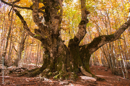 Tableau sur toile Majestic trunk of monumental beech tree of Pontone (Faggio del Pontone) in Passo