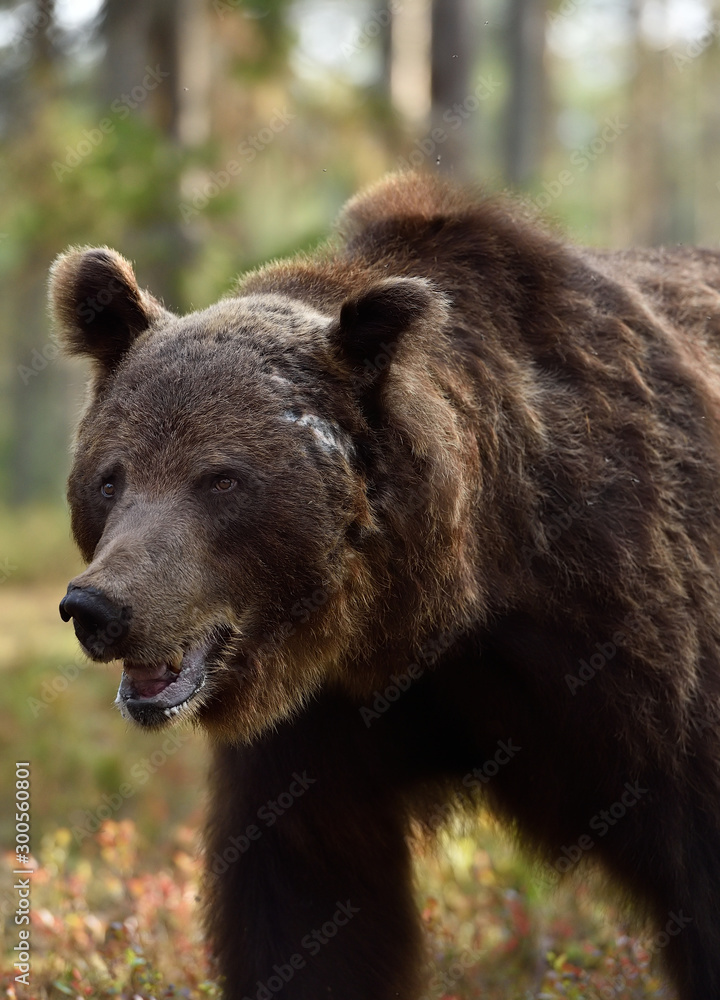 brown bear portrait in forest