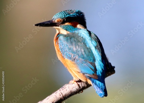 Wallpaper Mural martin pecheur Torontodigital.ca