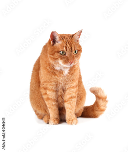 Portrait of ginger cat looking right