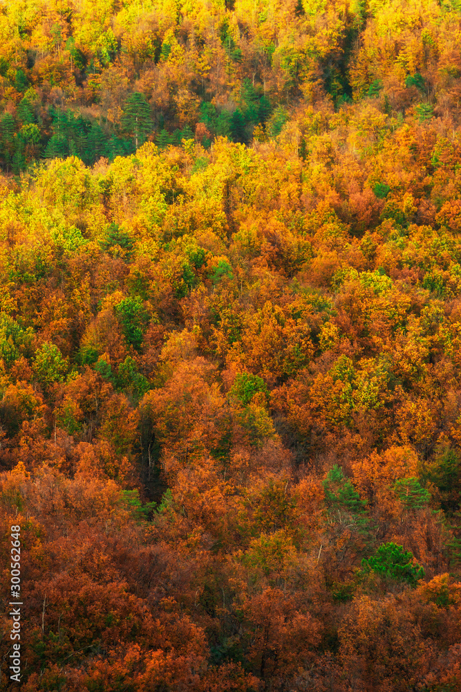 autumn landscape with bright colors