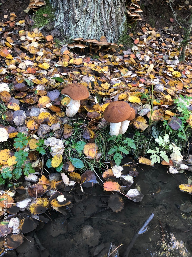 Obraz premium Mushroom