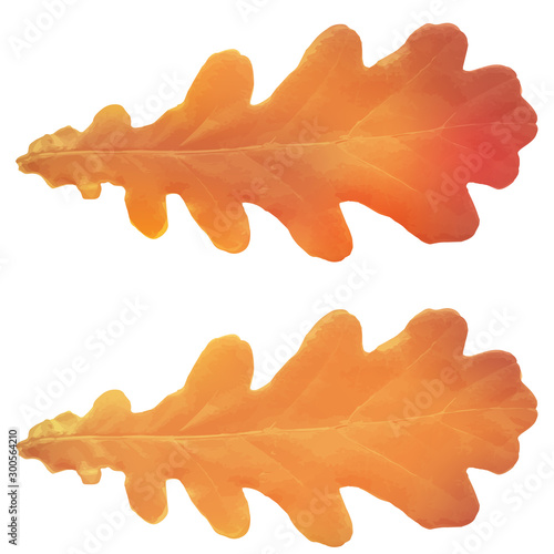 Oak leaves isolated on a white background.